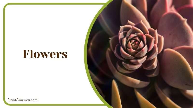 Echeveria perle von nurnberg plant Plant America