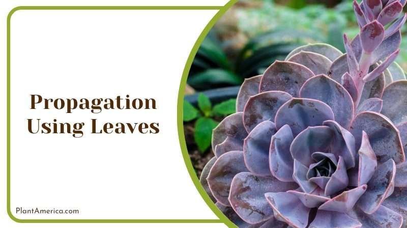 Echeveria perle von nurnberg propagation Plant America