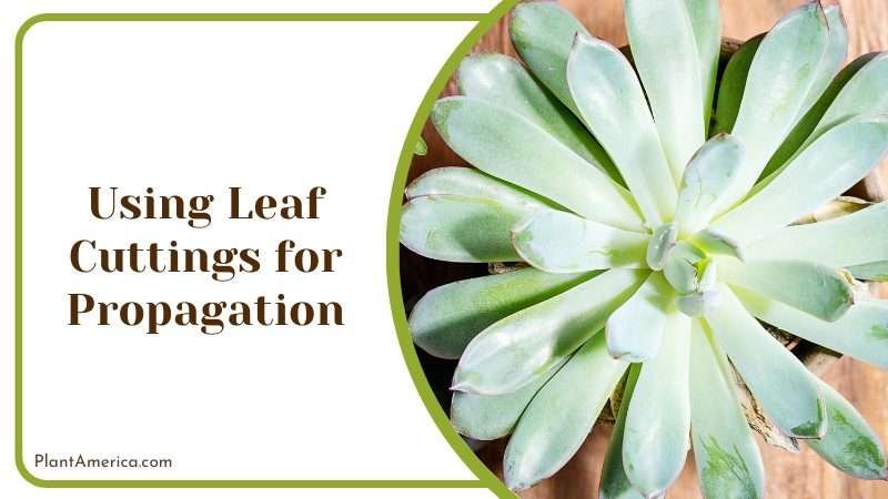 Echeveria pulidonis propagation Plant America