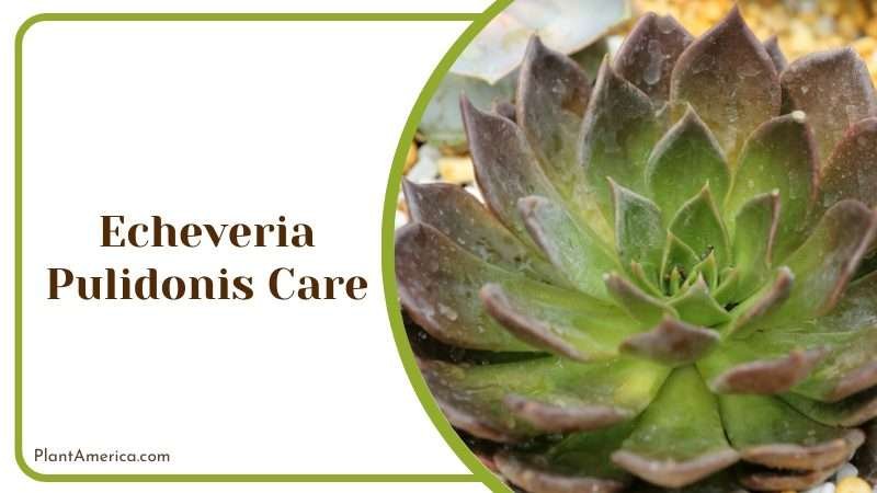 Echeveria pulidonis succulent Plant America