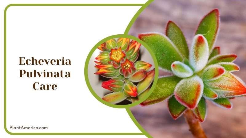 Echeveria pulvinata succulent Plant America