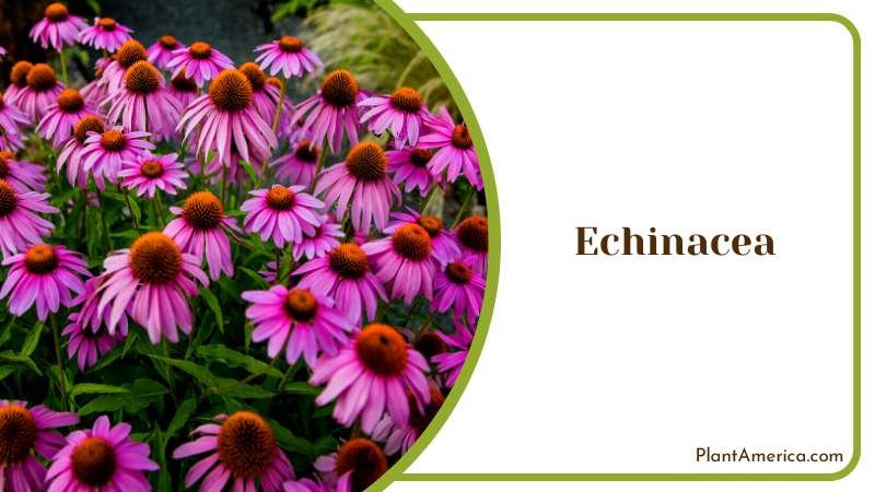 Echinacea Blooms in Garden Plant America