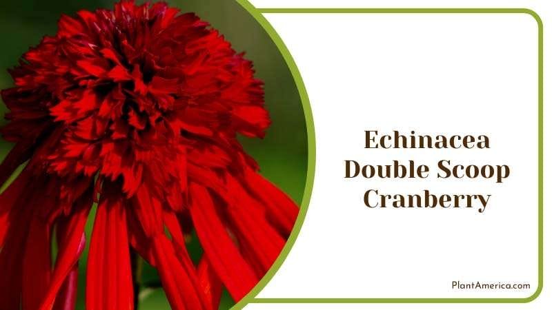 Echinacea Double Scoop Cranberry Plant America Echinacea Double Scoop Cranberry Plant America