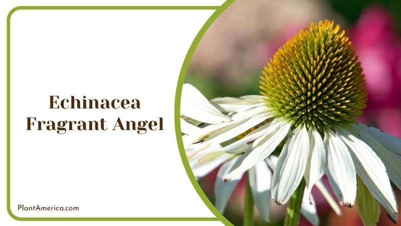 Echinacea Fragrant Angel Plant America Echinacea Fragrant Angel Plant America