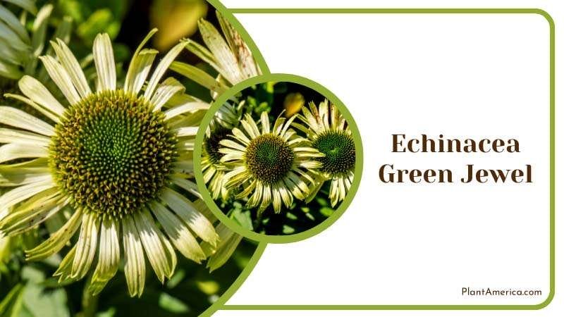 Echinacea Green Jewel Flower Plant America Echinacea Green Jewel Flower Plant America