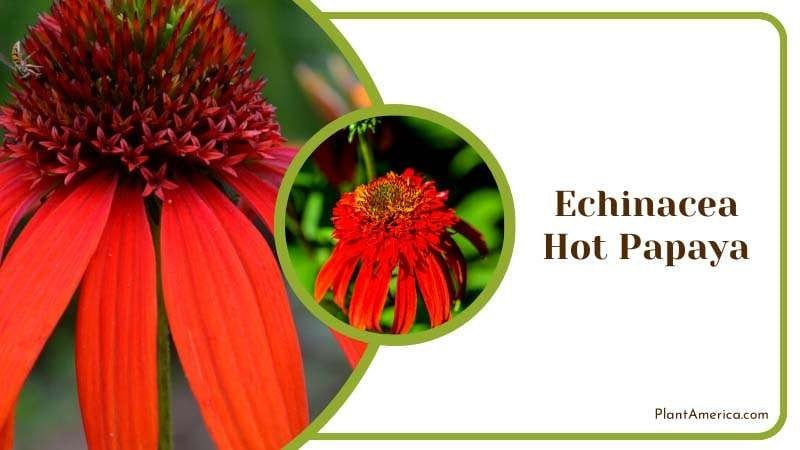 Echinacea Hot Papaya Plant America Echinacea Hot Papaya Plant America