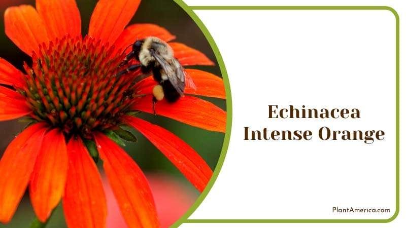 Echinacea Intense Orange Flower Plant America Echinacea Intense Orange Flower Plant America