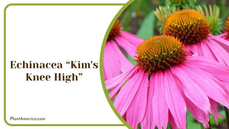 Echinacea Kim s Knee High Plant America Echinacea Kim s Knee High Plant America