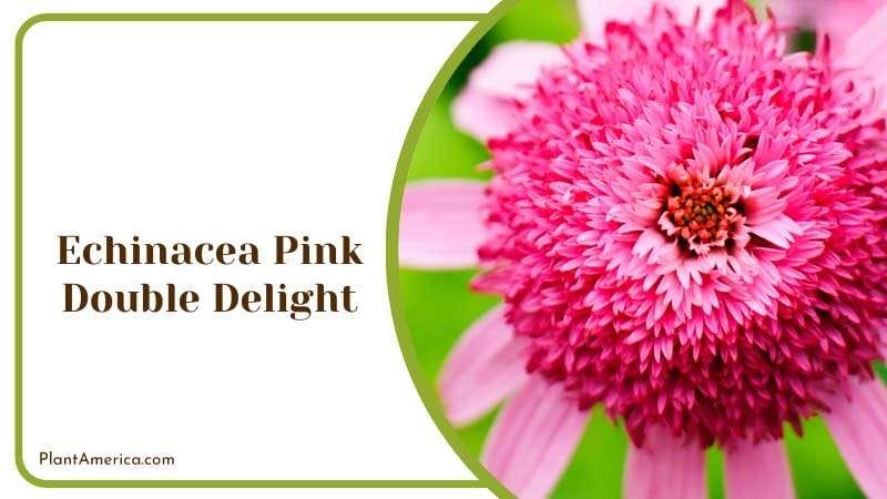 Echinacea Pink Double Delight Plant America Echinacea Pink Double Delight Plant America