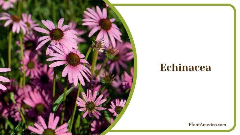 Echinacea Plant America