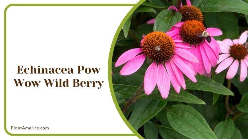 Echinacea Pow Wow Wild Berry Plant America Echinacea Pow Wow Wild Berry Plant America