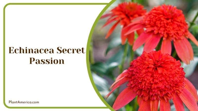 Echinacea Secret Passion Flower Plant America Echinacea Secret Passion Flower Plant America