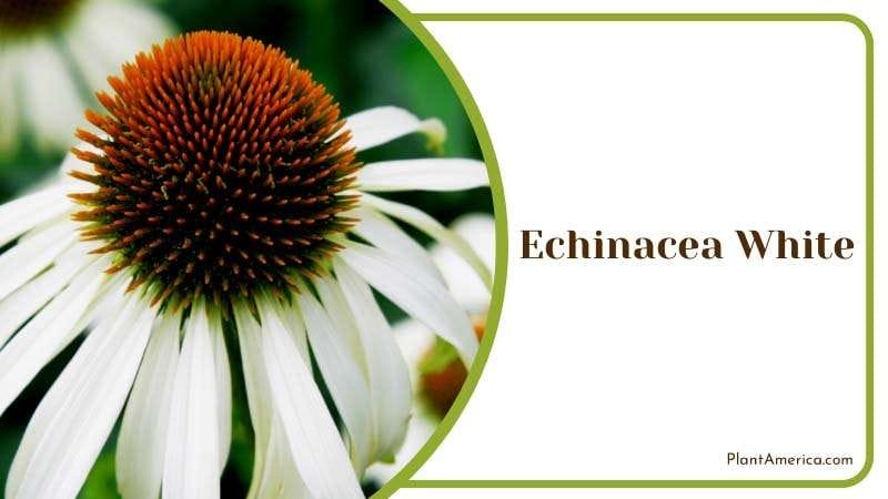 Echinacea White Flower Plant America Echinacea White Flower Plant America