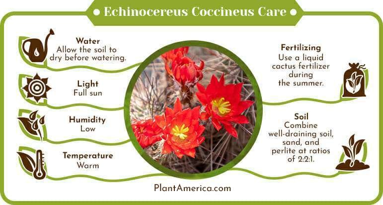 Echinocereus Coccineus Care Infographic Plant America Echinocereus Coccineus: Proper Care for the Scarlet Hedgehog Cactus
