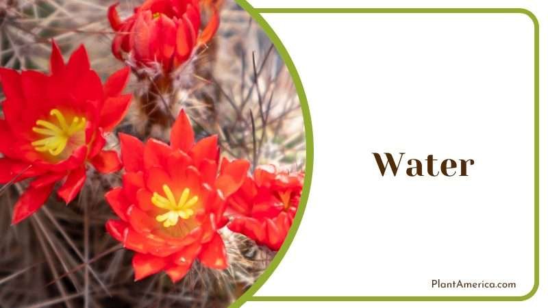 Echinocereus Coccineus watering methods Plant America Echinocereus Coccineus watering methods Plant America