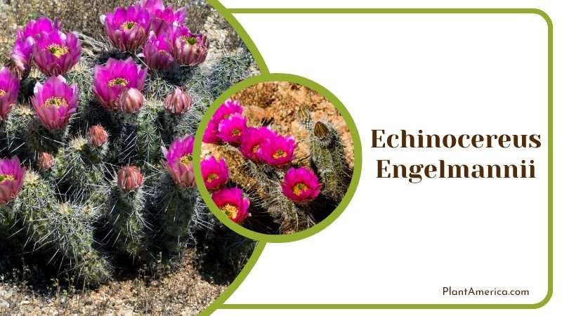 Echinocereus Engelmannii Cactus Plant America Echinocereus Engelmannii Cactus Plant America