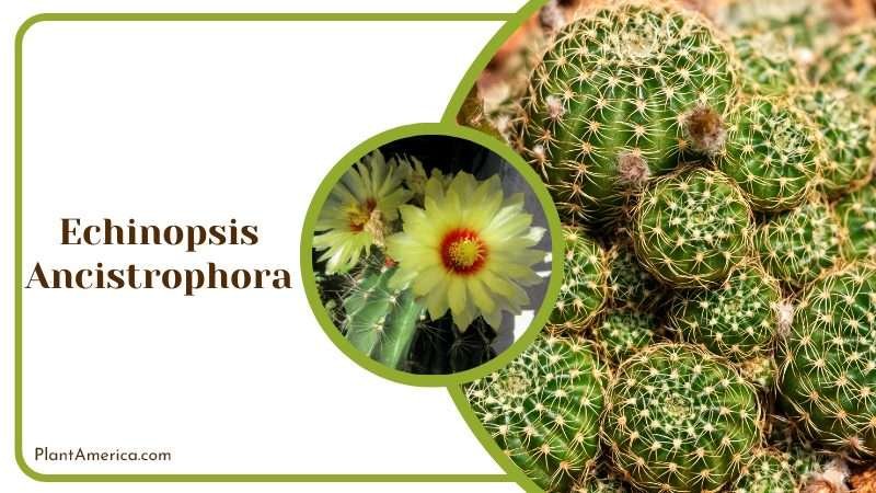 Echinopsis Ancistrophora Plant Plant America