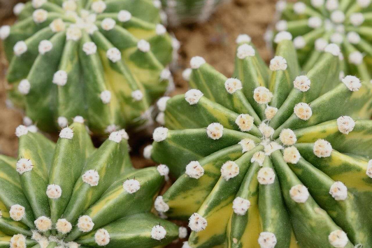 Echinopsis Hedgehog Cacti Plant America