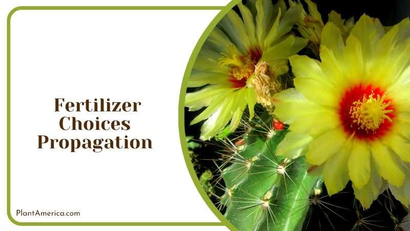 Echinopsis Subdenudata Flower Bloom Plant America