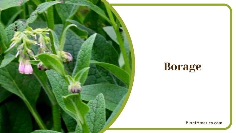 Edible Borage Flowers Plant America