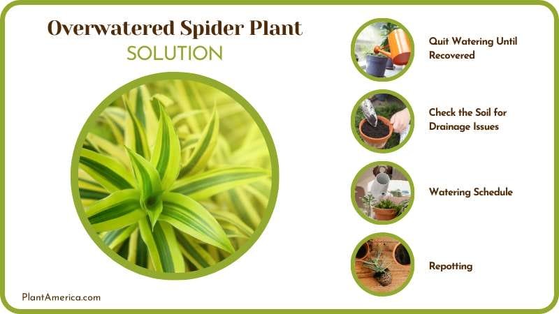 Effective Tips To Revive Overwatered Spider Plant Plant America