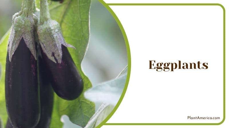 Eggplants belong to the nightshade family Plant America