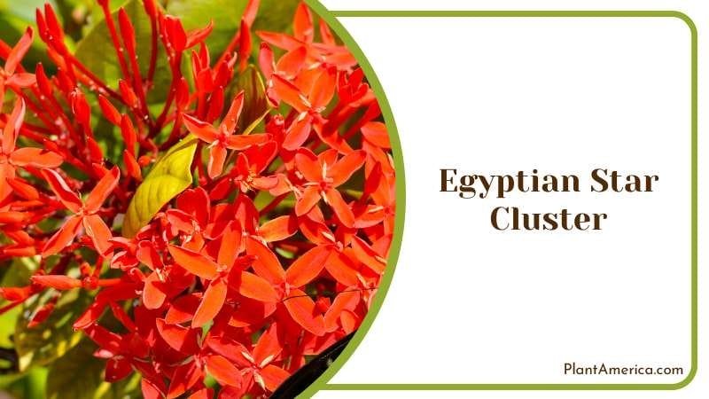 Egyptian Star Cluster Plant America Egyptian Star Cluster Plant America