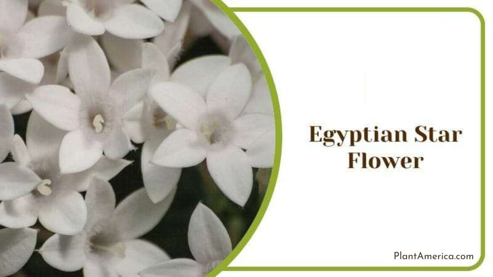 Egyptian Star Flower Plant America