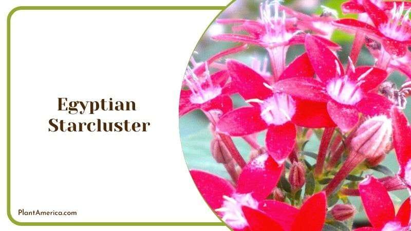 Egyptian Starcluster Plant America
