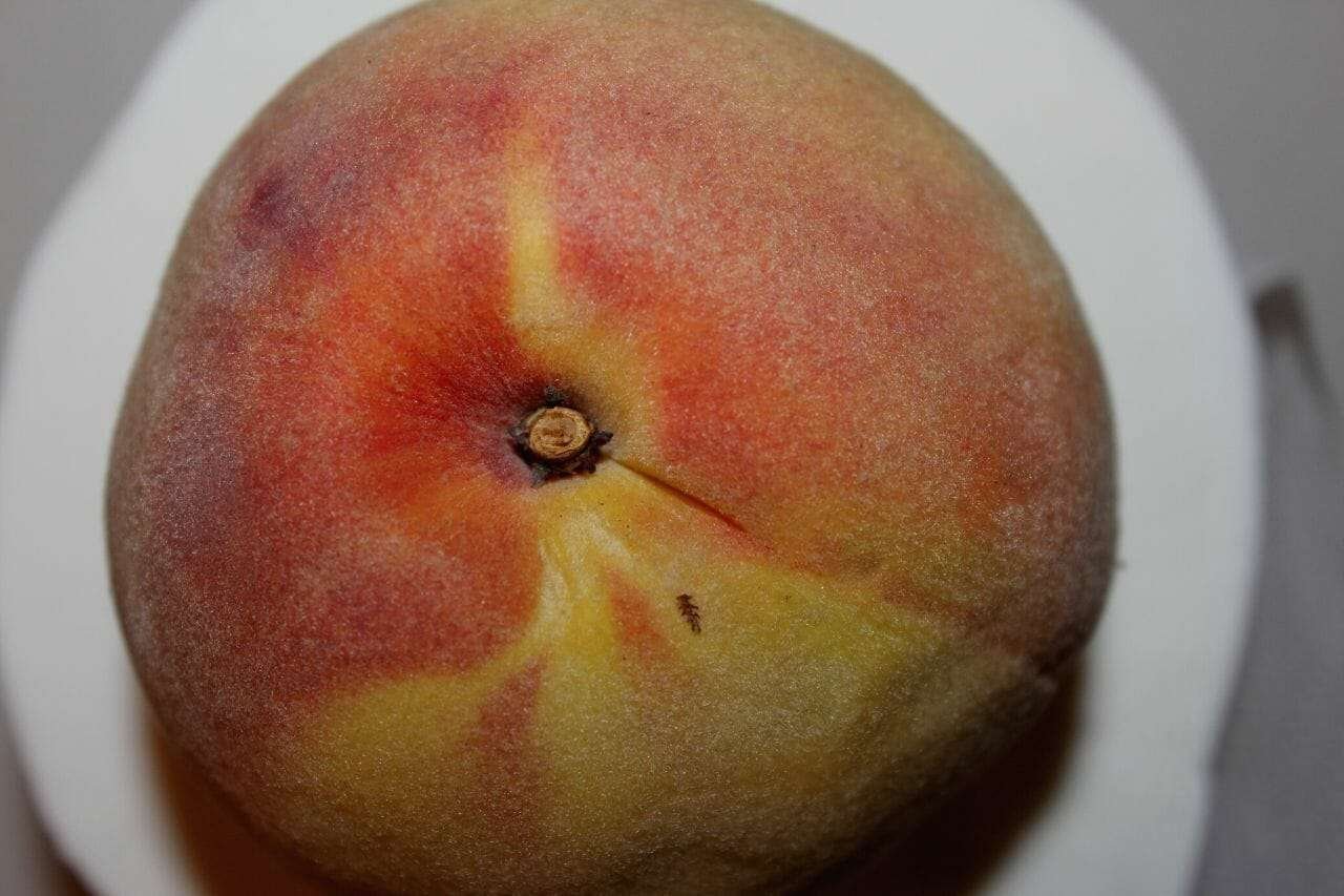 Elberta Peaches PlantAmerica