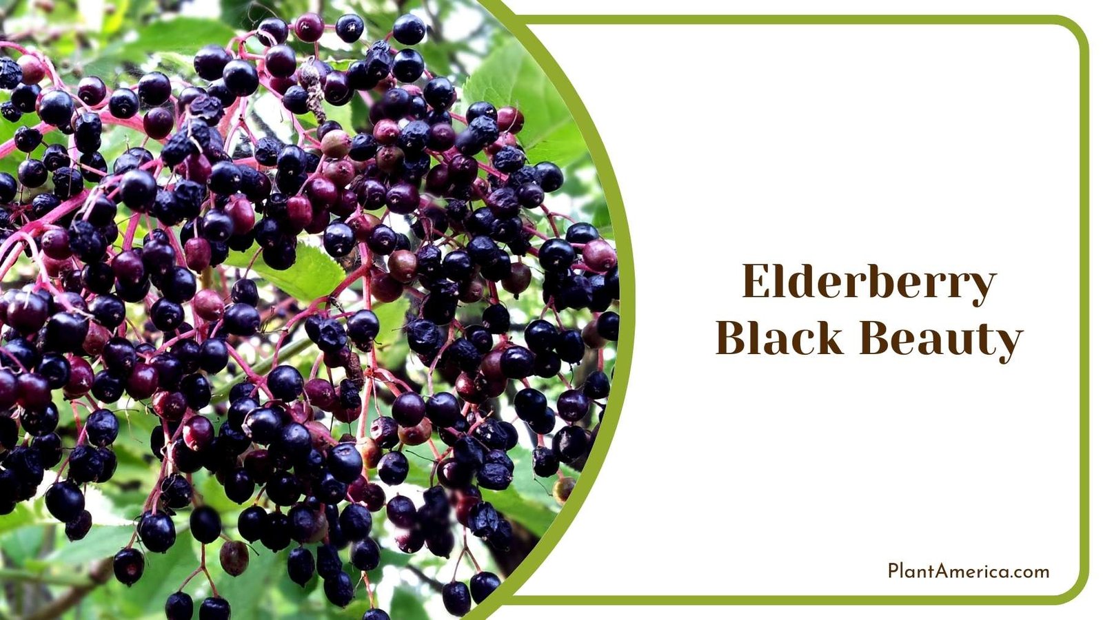 Elderberry Black Beauty In Nature Plant America