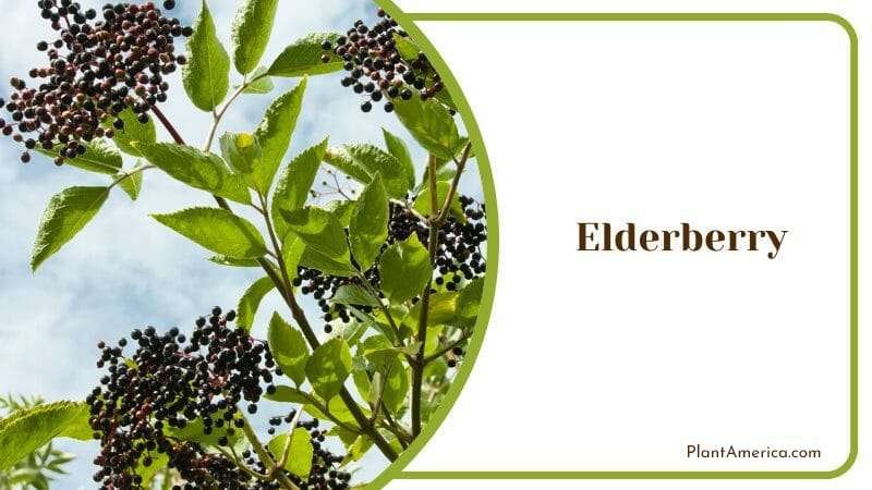 Elderberry Plant America