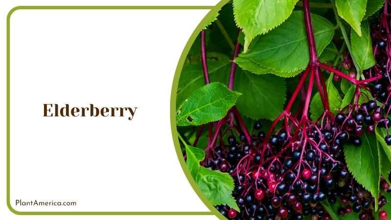Elderberry on Tree PlantAmerica