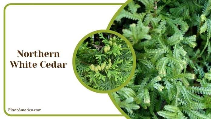 How Tall Do Cedar Trees Grow? Know the Average Height - Plant America