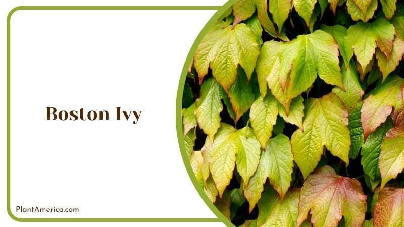 Elegant Anthurium Warocqueanum PlantAmerica 1