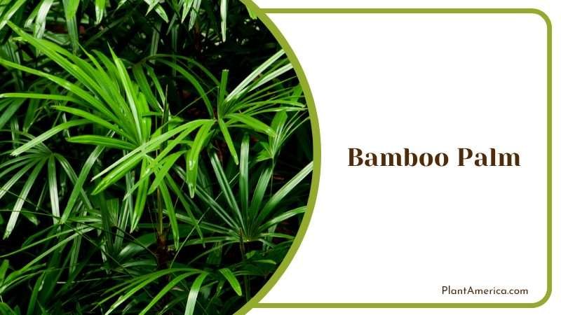Elegant Bamboo Palm Plant America