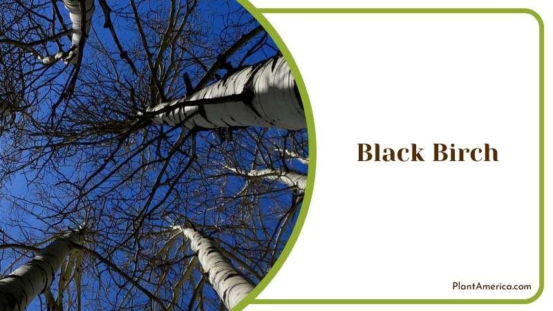 Elegant Black Birch Plant America