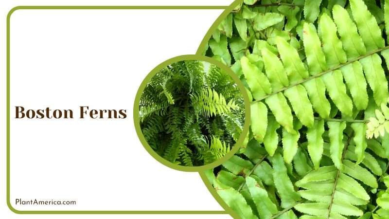 Elegant Boston Ferns Plant America