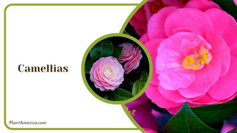 Elegant Camellia Flowers PlantAmerica