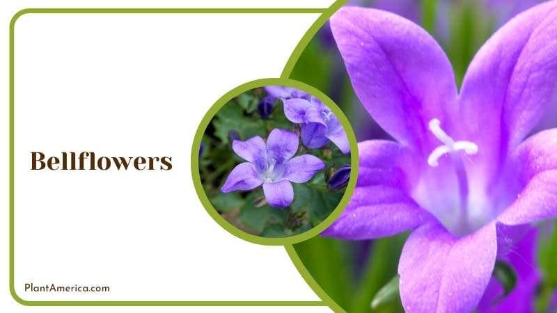 Elegant Charm of Bellflowers Plant America