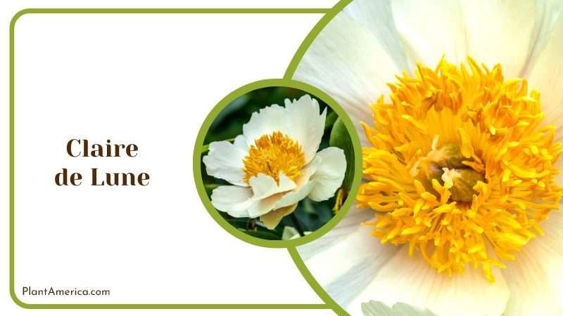 Elegant Claire de Lune Peony Plant America