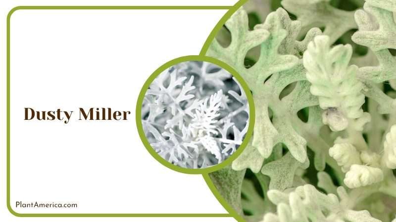 Elegant Dusty Miller Plant America