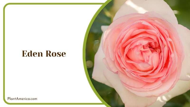Elegant Eden Rose Plant America