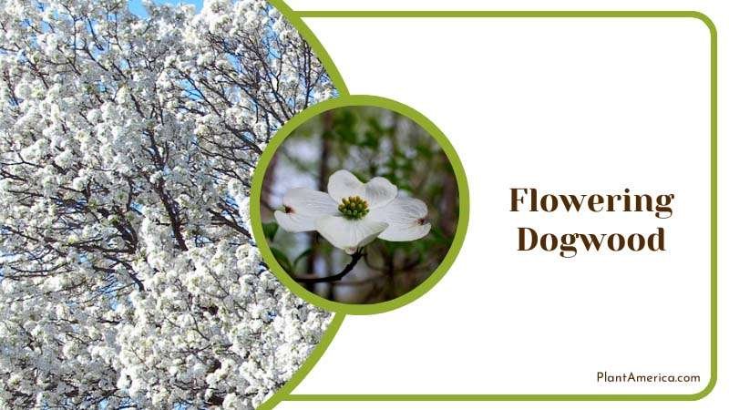 Elegant Flowering Dogwood Tree Blossom Plant America