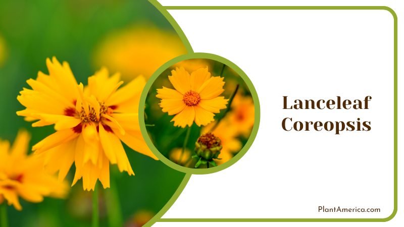 Elegant Lanceleaf Coreopsis Plant America
