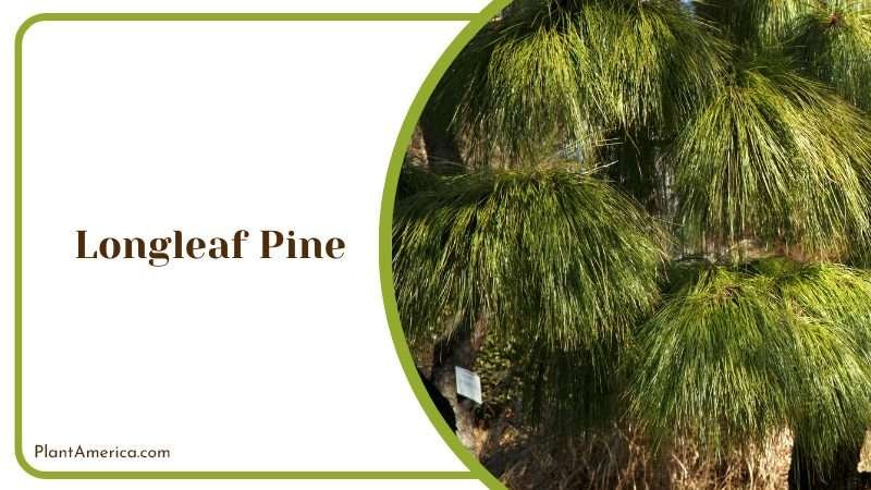 Elegant Longleaf Pine Tree PlantAmerica Elegant Longleaf Pine Tree PlantAmerica