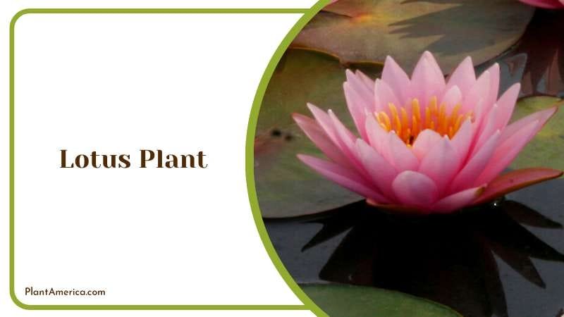 Elegant Lotus Plants Plant America Elegant Lotus Plants Plant America