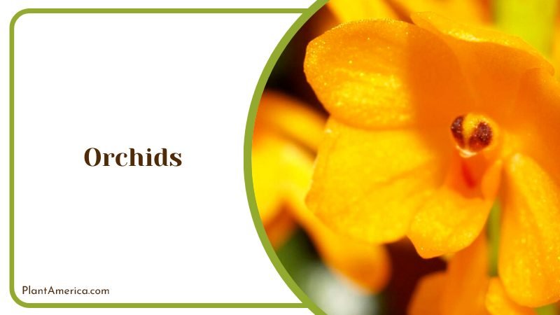 Elegant Orchid Varieties Plant America