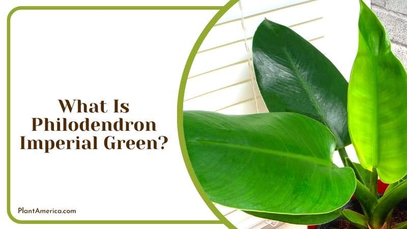 Elegant Philodendron Imperial Green Plant America