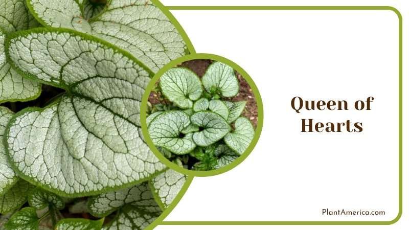 Elegant Queen of Hearts Plant America